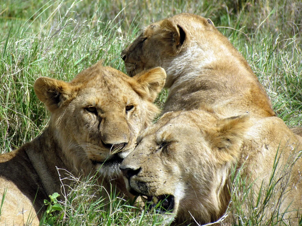 Serengeti National Park