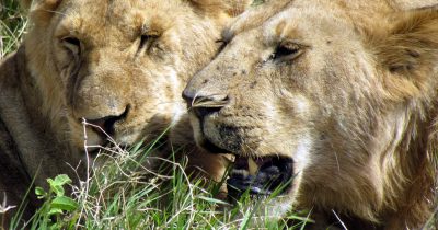 Lions - Serengeti National Park safari - Tanzania, Africa