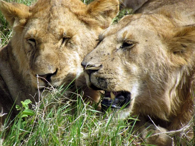 8 Days Tanzania Northern Circuit Safari