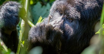 Mountain gorilla, Bwindi Impenetrable Forest National Park, Uganda