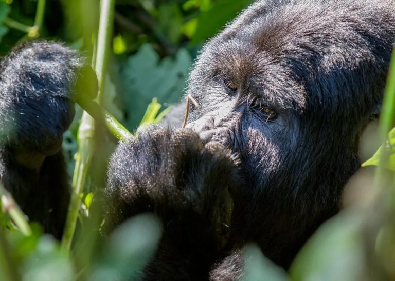 3 Days Gorilla Safari in Bwindi Impenetrable National Park