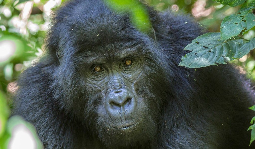 Bwindi Impenetrable Forest National Park, Uganda