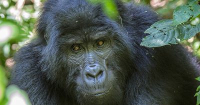 Uganda Gorilla Permits