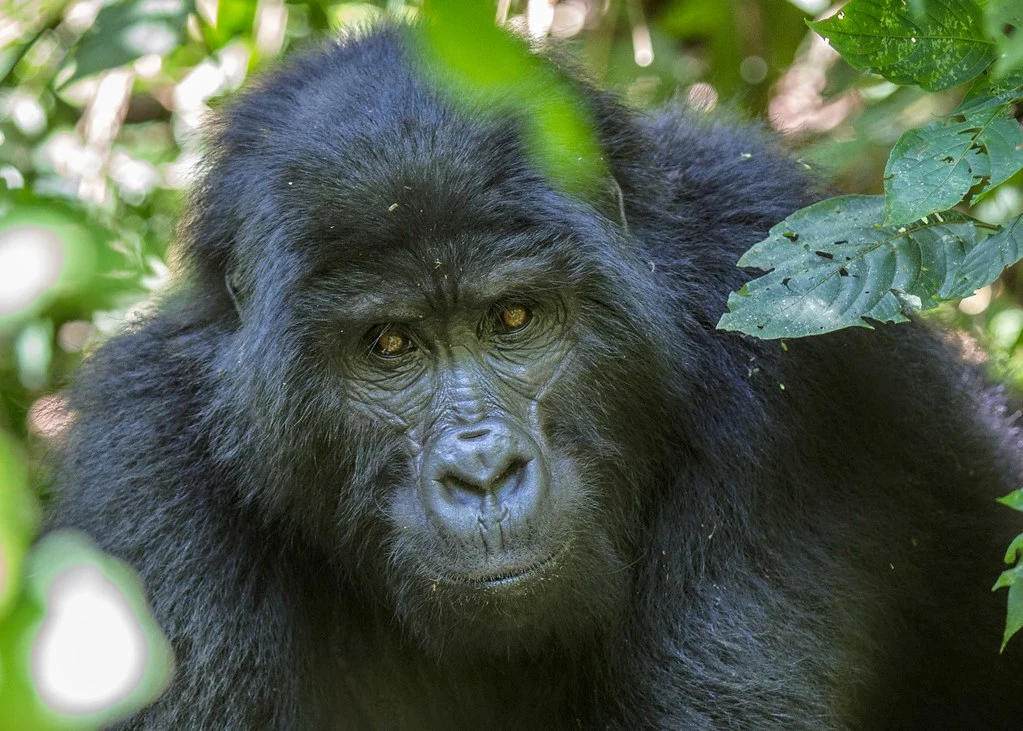 Uganda Gorilla Permits