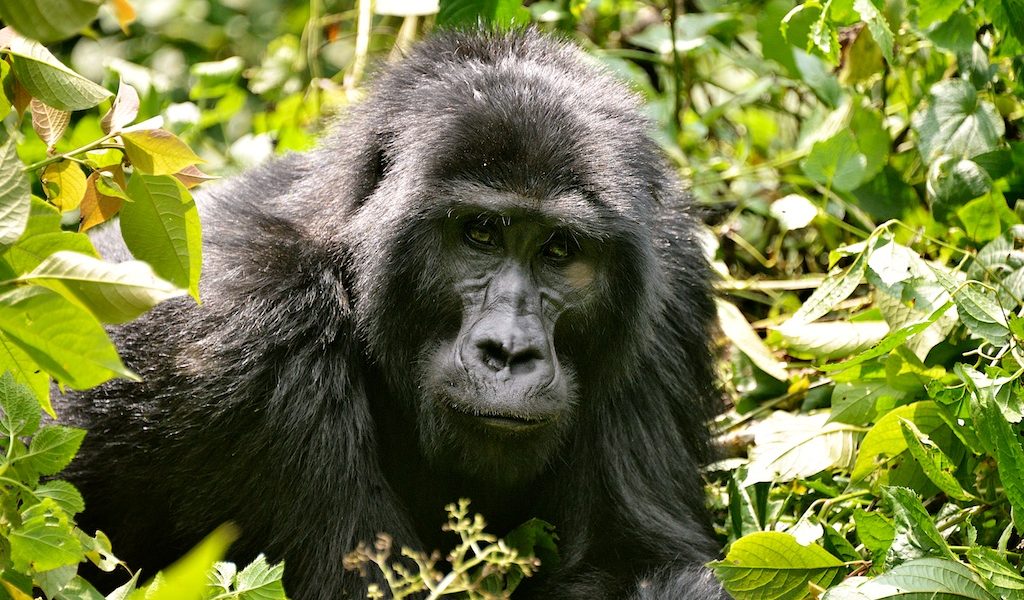 Mountain Gorilla, Uganda