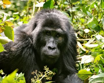 3 Days Uganda Gorillas from Kigali