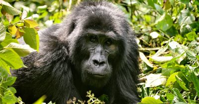 3 Days Uganda Gorillas from Kigali