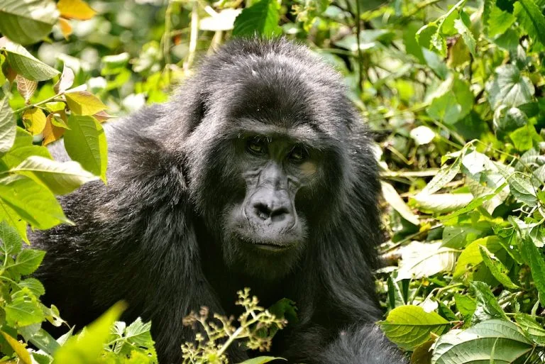 3 Days Uganda Gorillas From Kigali