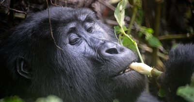 14 Days Uganda Gorillas Birding and Wildlife Safari