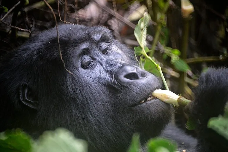14 Days Uganda Gorillas Birding and Wildlife Safari