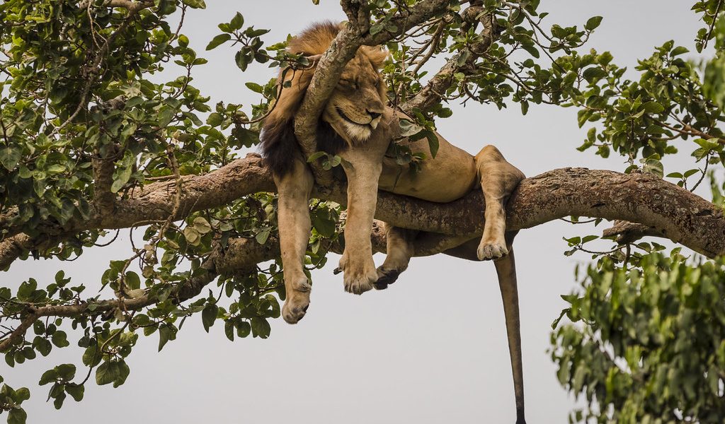 2 Days Queen Elizabeth National Park Safari