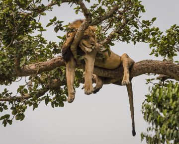 2 Days Queen Elizabeth National Park Safari