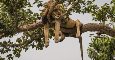 Queen Elizabeth National Park - Tree-climbing lion 1