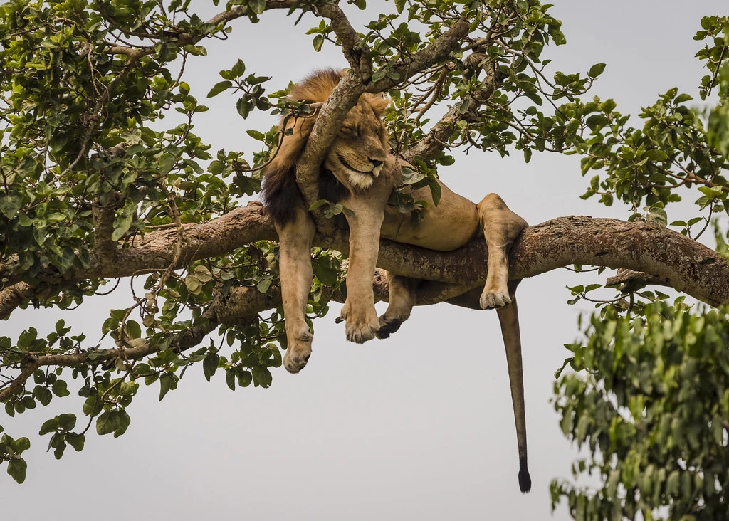 Photo of a Tree climbing lion taken by our guest on a 10 days Uganda wildlife tour
