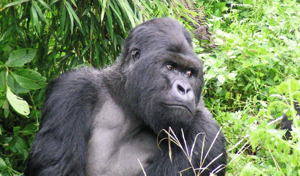 destinations for gorilla tours and wildlife tours