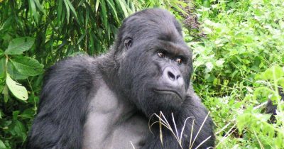 gorilla trekking destination tours in Africa