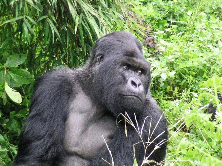 10 Days Best Of Rwanda Safari