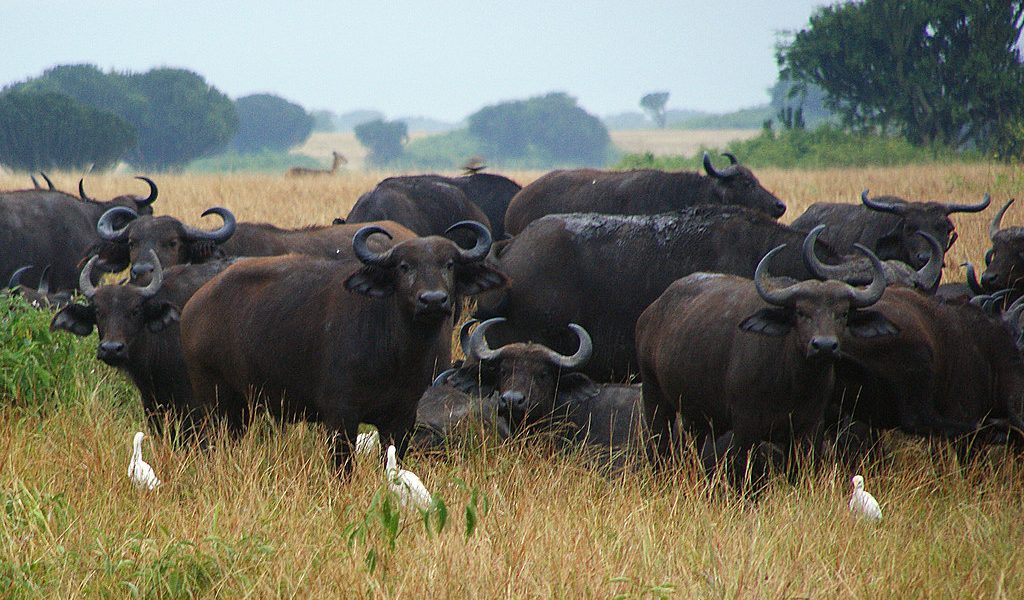 Safari in Uganda