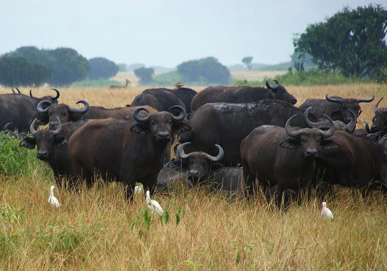 16 Days Uganda Comprehensive Safari
