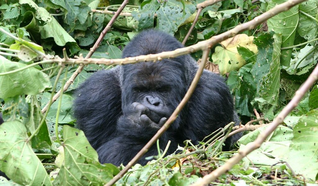 Gorilla Trekking Tips