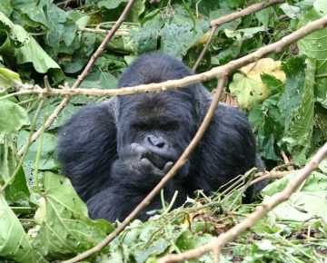 Gorilla Trekking Tips