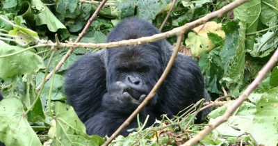 Thoughtful silverback in Rwanda at the Volcanoes National Park. Sorry for the stick, but moving it might have been hazardous.