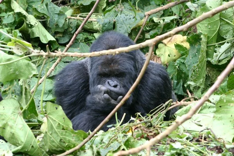8 Days Rwanda Safari