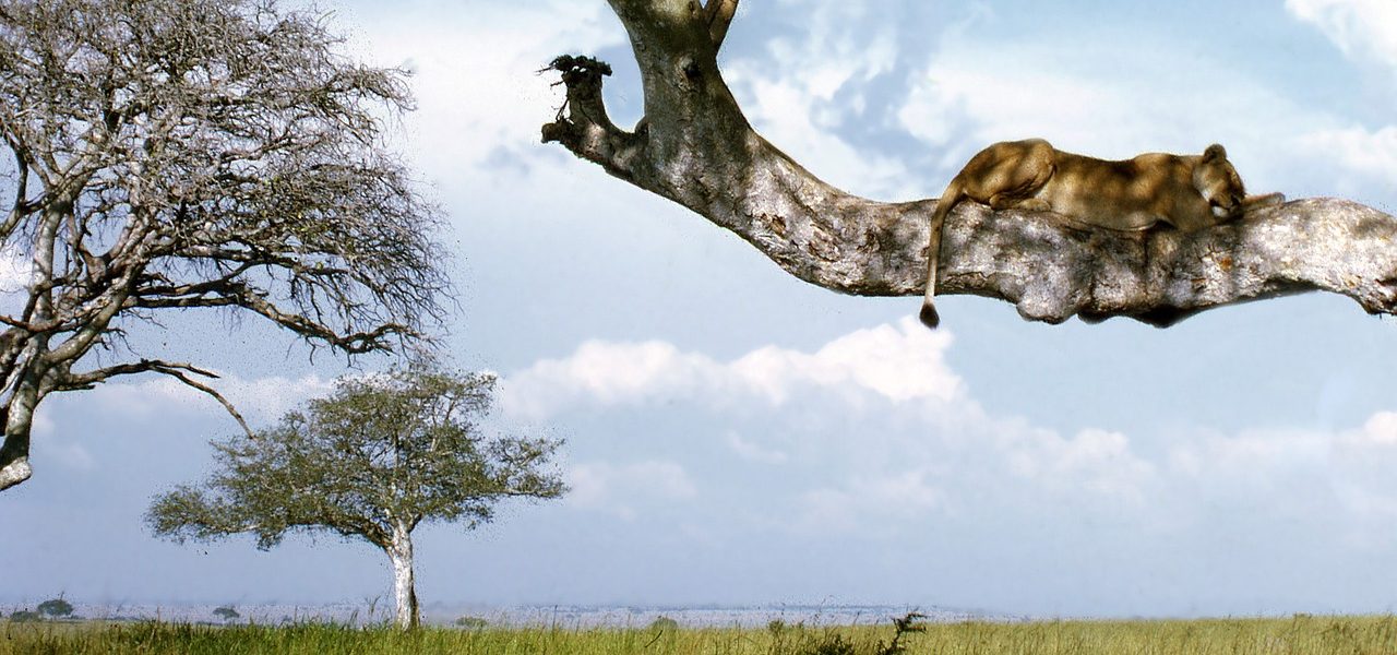 Queen Elizabeth National Park