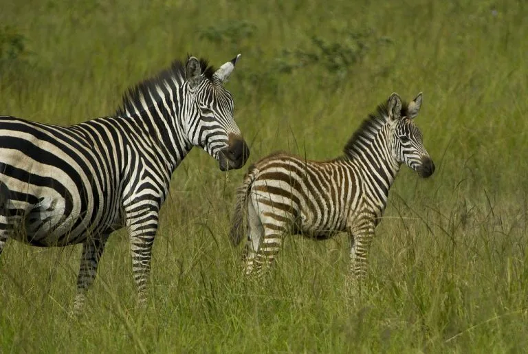 1 Day Lake Mburo National Park Safari