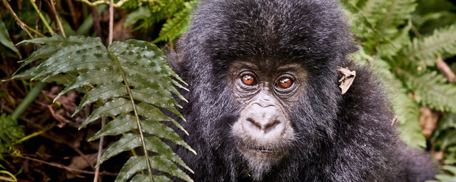 3 Days Congo Gorilla Tour From Kigali