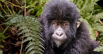 Congo gorilla Tours