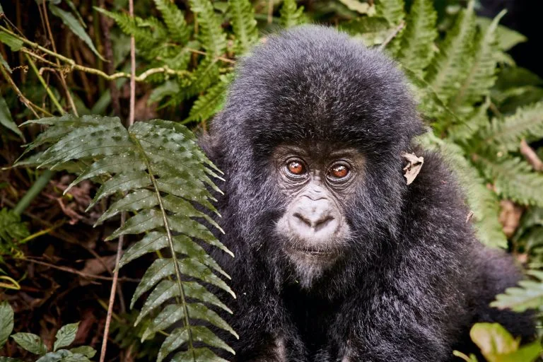 3 Days Congo Gorilla Tour From Kigali