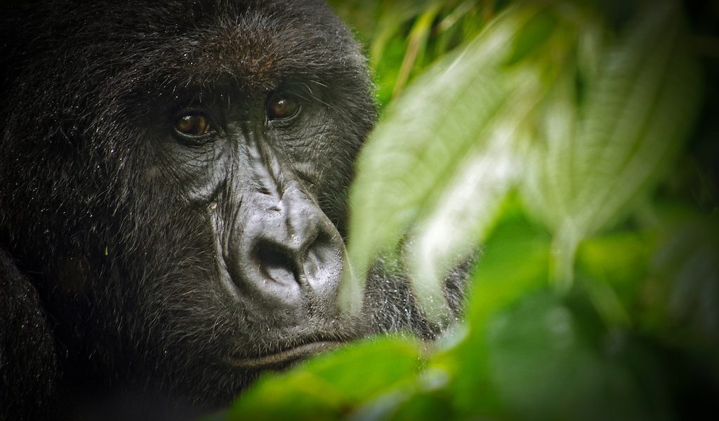 3 Days Congo Virunga Gorilla Safari