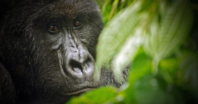 Virunga National Park Gorilla
