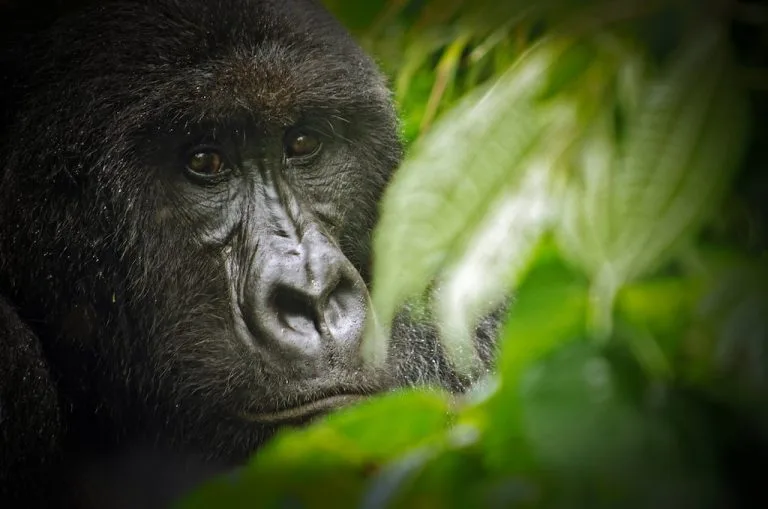 3 Days Congo Virunga Gorilla Safari