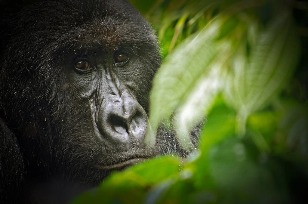 3 Days Congo Virunga Gorilla Safari