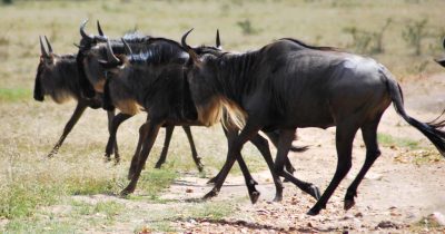 9 Days Kenya Great Migration Safari