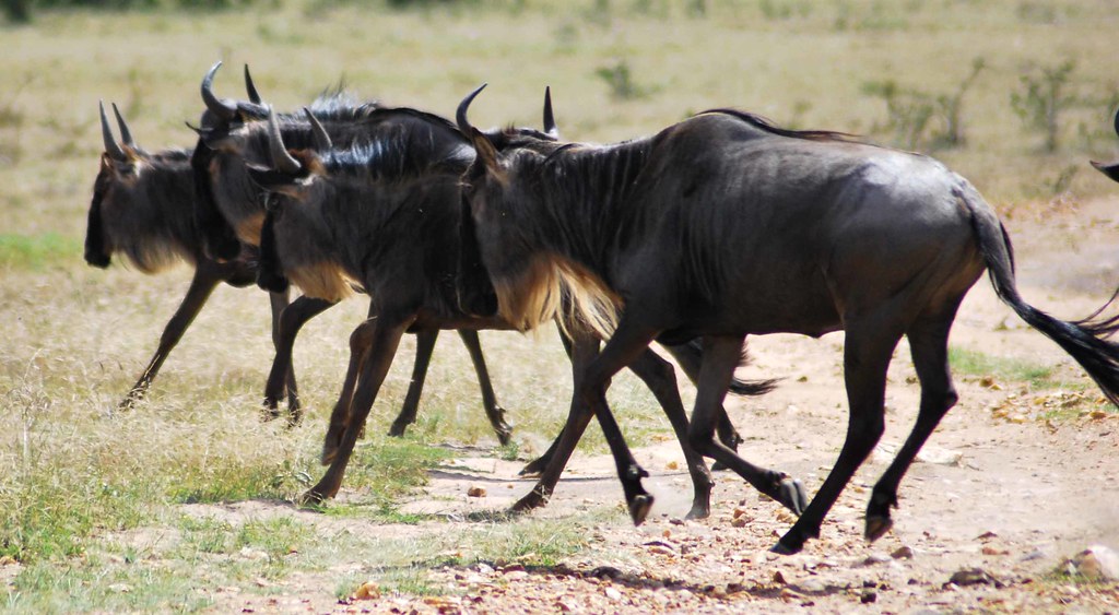 Masai Mara National Reserve