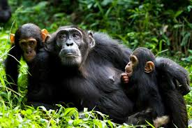 3 Days Kibale Chimpanzee Safari