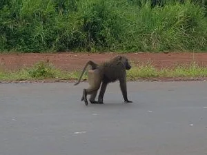 Bugungu Wildlife Reserve