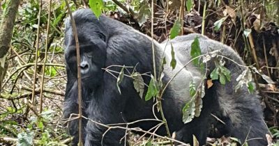 Cheapest Places to See Mountain Gorillas