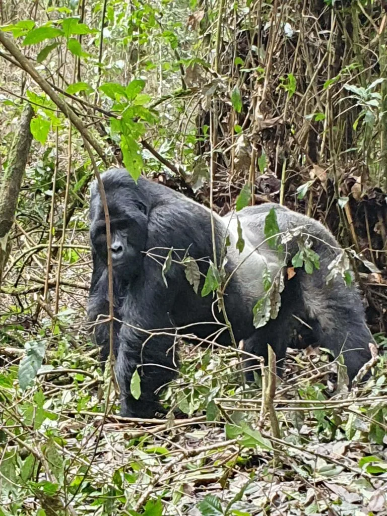 Cheapest Places to See Mountain Gorillas