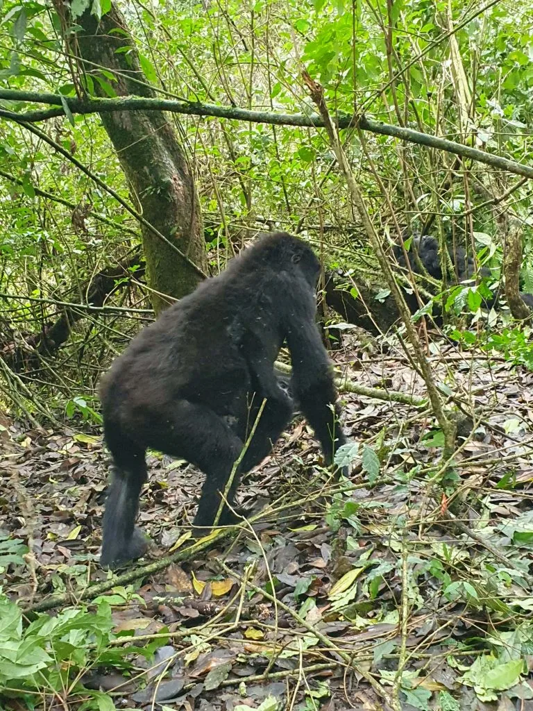 4 Days Uganda Double Gorilla Trekking