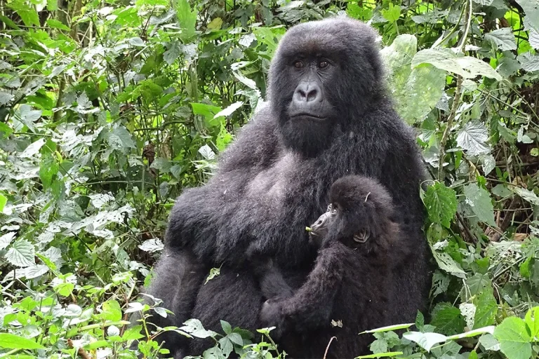 5 Days Rwanda Congo Gorilla Trekking Tour