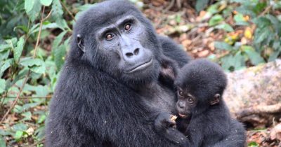 Age Limit for Gorilla Trekking in Uganda