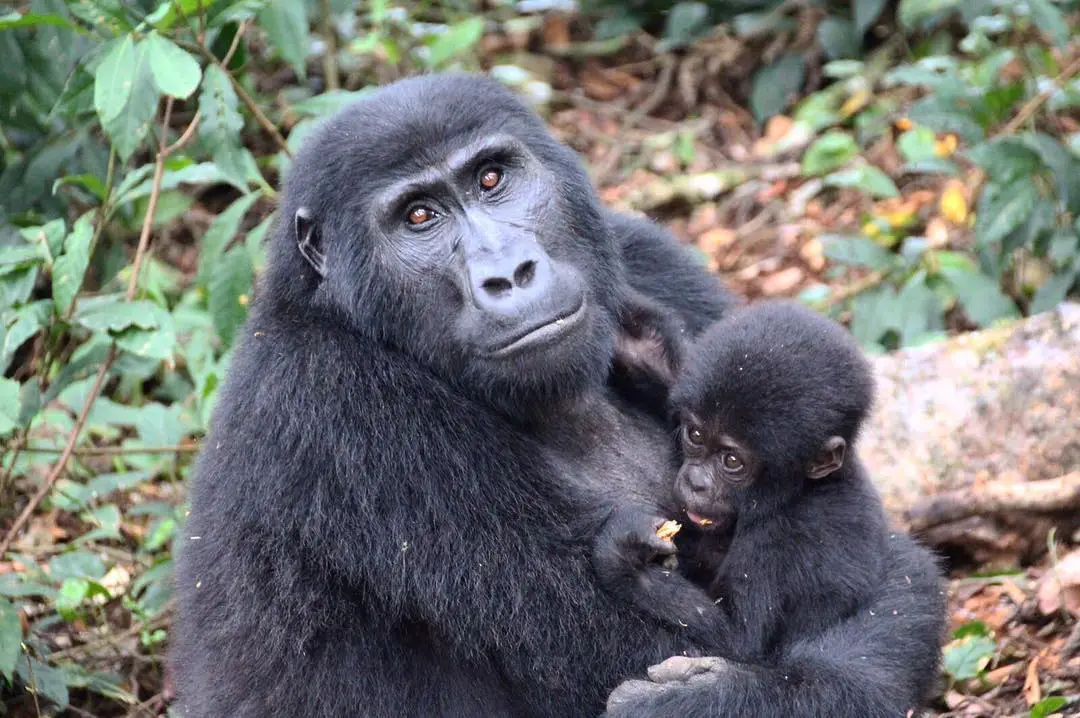 Age Limit for Gorilla Trekking in Uganda