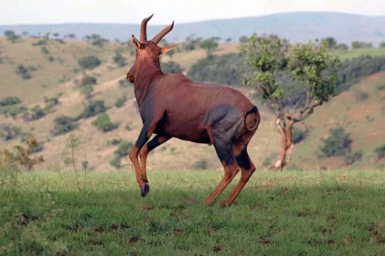 Ajai Wildlife Reserve