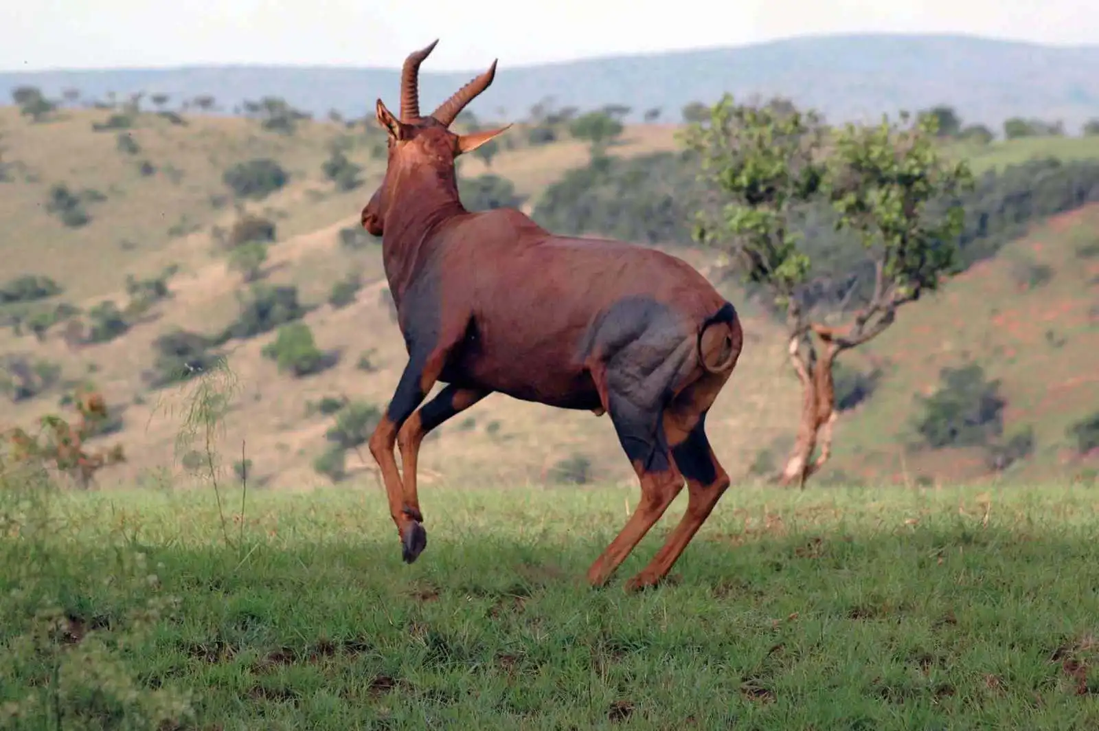 Ajai Wildlife Reserve