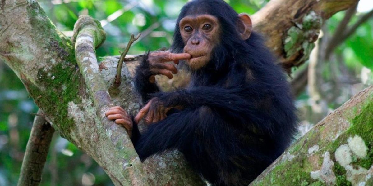 New Uganda Chimpanzee Trekking Permit Prices