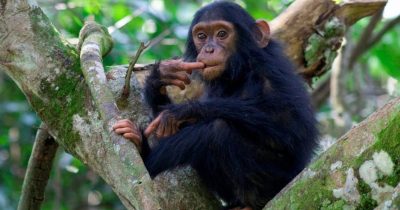 New Uganda Chimpanzee Trekking Permit Prices